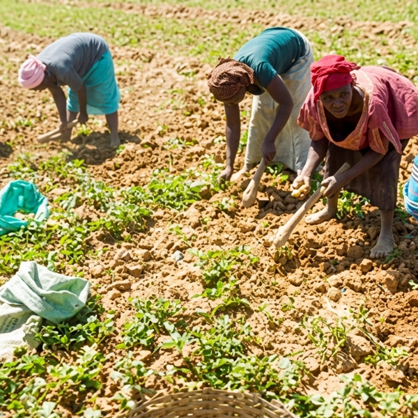 Federal Government Targets Digital Cooperatives to Unlock Capital, for Smallholder Farmers